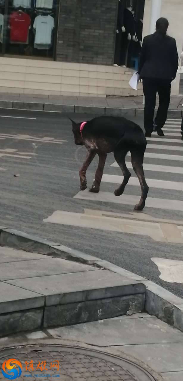 在南大街出现恐怖的流浪狗